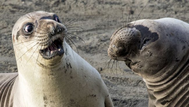 Фото - #фото | Работы финалистов конкурса фотографии Comedy Wildlife Photography 2017