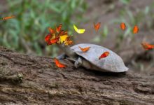 Фото - Почему бабочки любят пить слезы черепах?