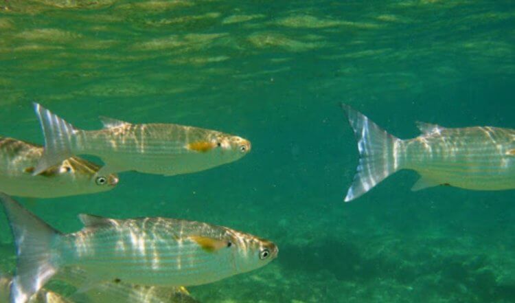 Почему рыбы не замерзают в холодной воде?