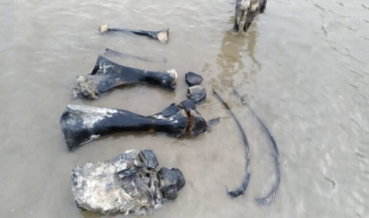 Редкий случай: в России найден полный скелет мамонта