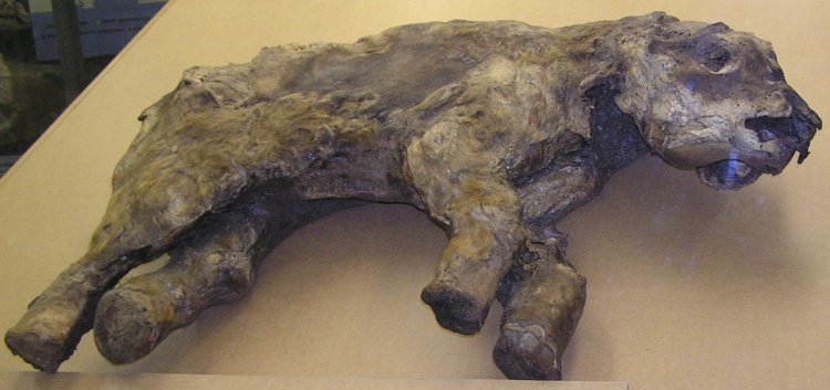 Редкий случай: в России найден полный скелет мамонта