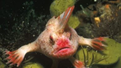 Фото - Рыба с ирокезом на голове официально признана вымершим видом
