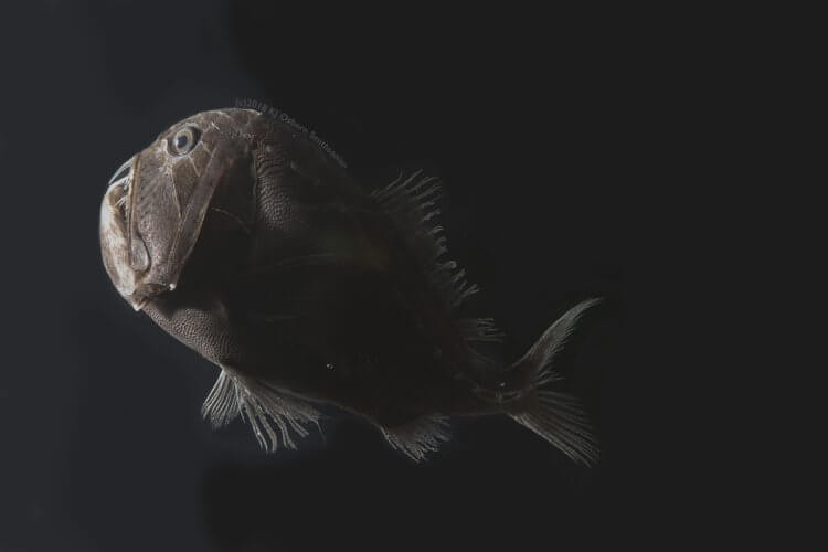 В глубоких океанах живут самые черные рыбы на земле, которые поглощают свет