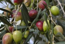 Фото - При диабете второго типа полезно есть оливки