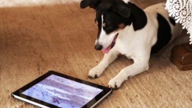 Фото - Ученые разрабатывают планшет для собак