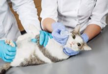Фото - Учёные из США заразили кошек коронавирусом