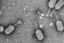 Фото - Учёные впервые вылечили микобактериальную инфекцию с помощью бактериофагов