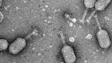 Фото - Учёные впервые вылечили микобактериальную инфекцию с помощью бактериофагов