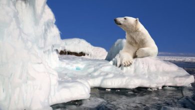Фото - 20 фактов о Северном полюсе, которые знают не все