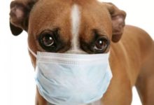 Фото - Новый собачий грипп может быть заразен и опасен для людей