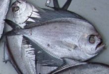Фото - Специалисты назвали морскую рыбу, которая может быть опасна для здоровья