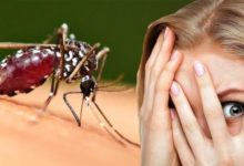 Фото - Кого из людей комары кусают чаще и почему