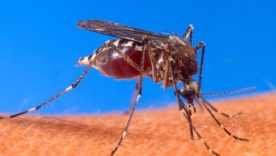 Фото - Можно ли заразиться коронавирусом через комаров