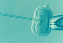 Фото - Полноценная яйцеклетка человека впервые выращена в лаборатории