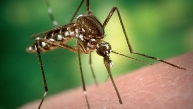 Фото - В Россию летят комары, зараженные смертельно опасными вирусами