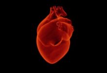 Фото - Учёные нашли способ восстановить сердечную мышцу