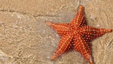 Фото - Человеческий «гормон любви» делает морских звёзд голодными