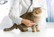 Фото - В США прекратят медицинские эксперименты на кошках