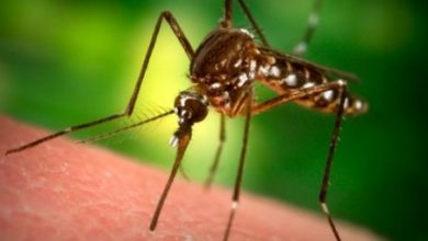 Фото - Медики поняли, как защититься от опасных инфекций, переносимых насекомыми