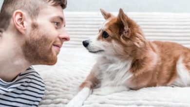 Фото - Учёные доказали, что собака защищает сердце хозяина