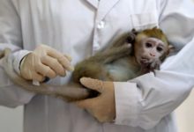 Фото - Новая вакцина вылечила обезьян с COVID-19