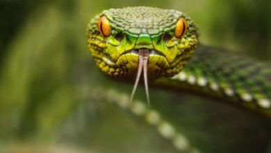 Фото - Ежегодно от змеиных укусов умирают более 130 тысяч человек