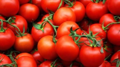 Фото - Ученые: томатная диета вдвое замедляет развитие рака