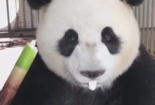 Фото - Бережливая панда не разбрасывается едой