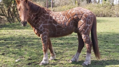 Фото - Благодаря оригинальной стрижке конь превратился в жирафа