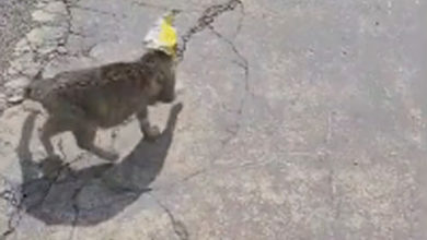 Фото - Бродячая беременная кошка нацепила себе на голову пакет