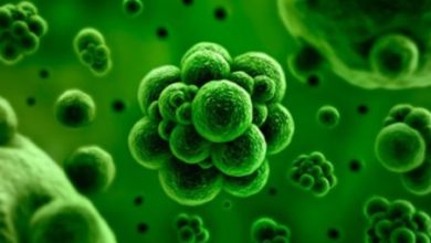 Фото - Ученые нашли бактерии, которые вызывают рак кишечника