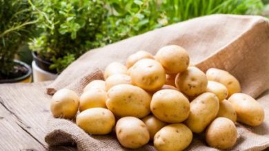 Фото - Чем полезен картофель и при каких болезнях он поможет