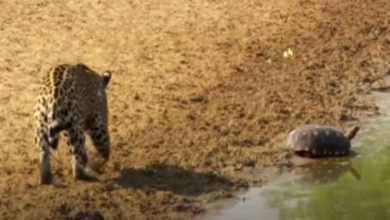 Фото - Черепаха не захотела стать обедом для ягуара