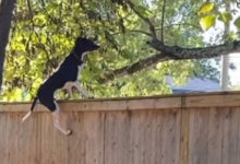 Фото - Чтобы добраться до белки, собака готова даже влезть на забор