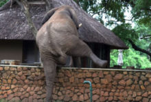 Фото - Чтобы добыть манго, слон занялся альпинизмом