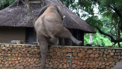 Фото - Чтобы добыть манго, слон занялся альпинизмом