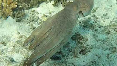 Фото - Чтобы скрыться от морского биолога, осьминог «превратился» в часть кораллового рифа
