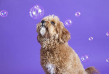 Фото - Чтобы снимки с собаками получались интересными, фотографы используют мыльные пузыри