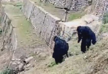 Фото - Чтобы справиться с обезьянами, полицейские сами на время становятся животными