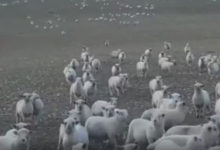 Фото - Далеко не все овцы оказались равнодушны к тому, что их снимают на видео