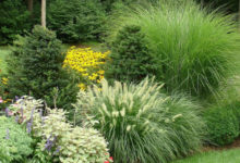 Фото - Декоративная трава для сада и клумбы: виды и особенности ухода