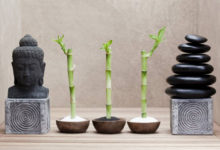 Фото - Декоративный бамбук: секреты ухода и выращивания