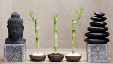 Фото - Декоративный бамбук: секреты ухода и выращивания