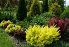 Фото - Декоративный кустарник барбарис: как посадить и ухаживать, какие сорта выбрать