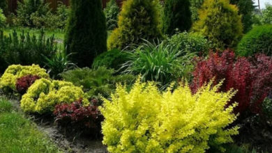 Фото - Декоративный кустарник барбарис: как посадить и ухаживать, какие сорта выбрать