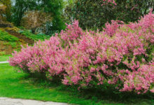 Фото - Декоративный миндаль: розовое великолепие вашего сада