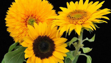 Фото - Декоративный подсолнух – солнечные цветы на садовом участке