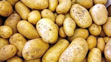 Фото - Диетолог: самое вредное и самое полезное блюдо из картофеля