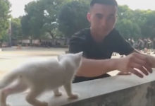 Фото - Добрые военные не бросили в беде котёнка, пострадавшего от наводнения