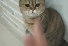 Фото - Домашняя кошка стала мастерицей боевых искусств